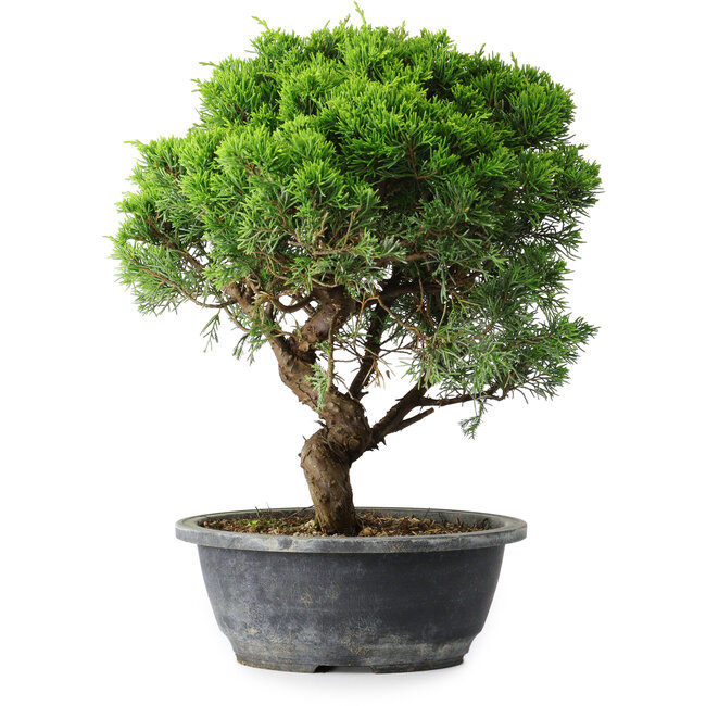 Juniperus chinensis Itoigawa, 33 cm, ± 15 ans