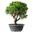 Juniperus chinensis Itoigawa, 33 cm, ± 15 ans