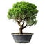 Juniperus chinensis Itoigawa, 33 cm, ± 15 years old