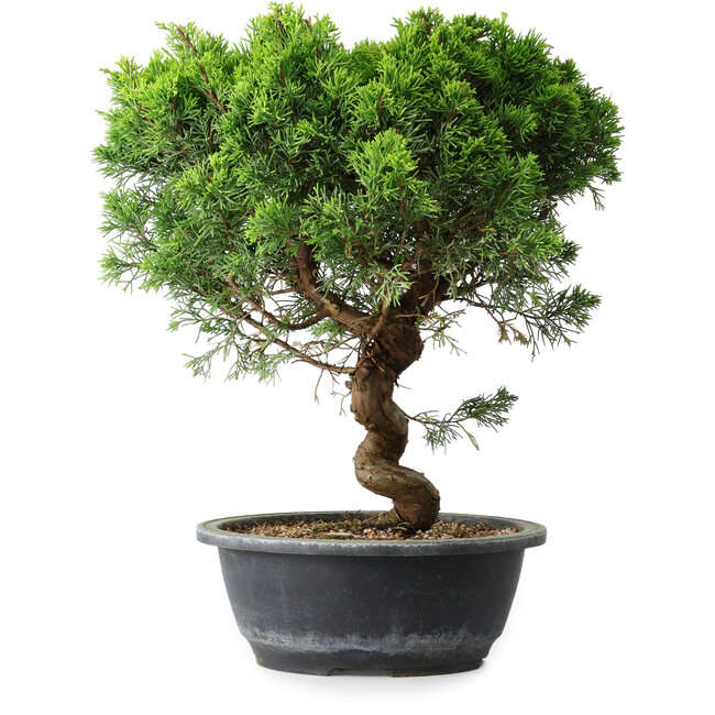 Juniperus chinensis Itoigawa, 35 cm, ± 15 jaar oud