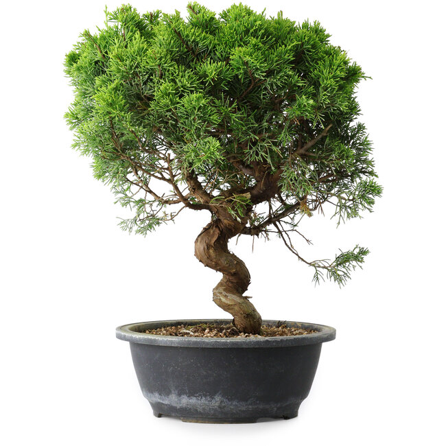 Juniperus chinensis Itoigawa, 35 cm, ± 15 years old