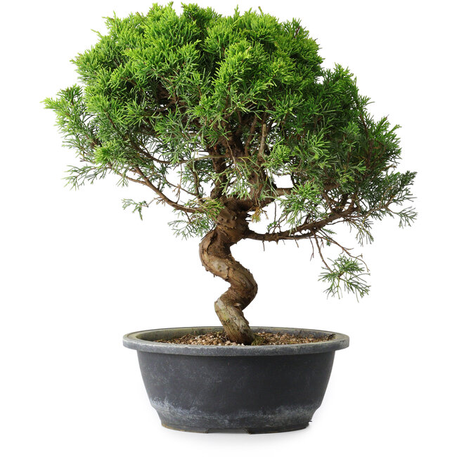 Juniperus chinensis Itoigawa, 35 cm, ± 15 ans