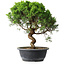 Juniperus chinensis Itoigawa, 35 cm, ± 15 years old