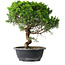 Juniperus chinensis Itoigawa, 35 cm, ± 15 ans