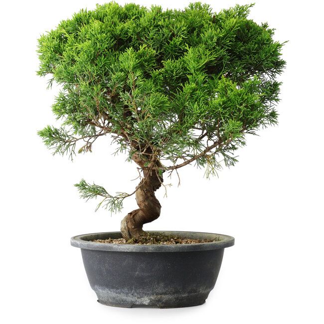 Juniperus chinensis Itoigawa, 35 cm, ± 15 jaar oud