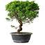 Juniperus chinensis Itoigawa, 35 cm, ± 15 ans