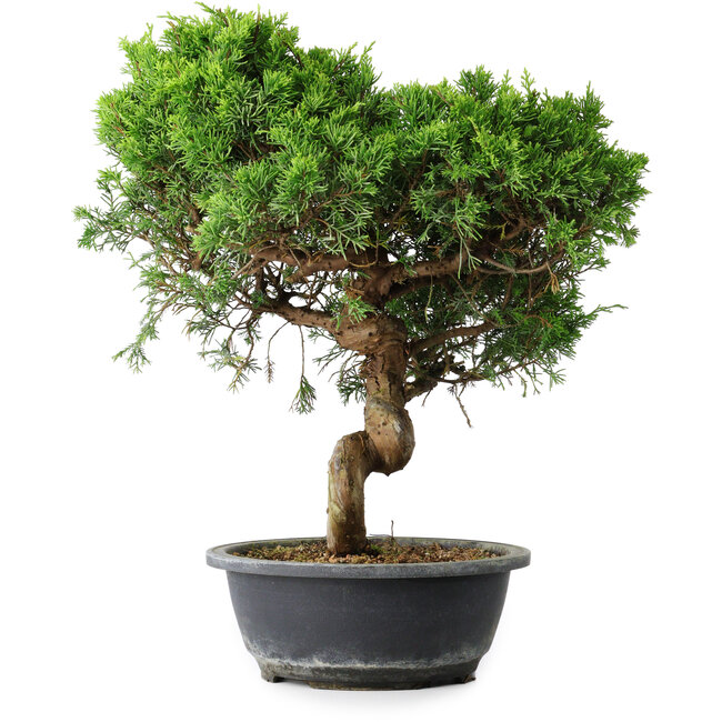 Juniperus chinensis Itoigawa, 40 cm, ± 15 ans
