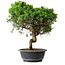 Juniperus chinensis Itoigawa, 40 cm, ± 15 ans