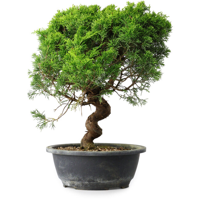 Juniperus chinensis Itoigawa, 35 cm, ± 15 ans
