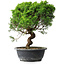 Juniperus chinensis Itoigawa, 35 cm, ± 15 ans