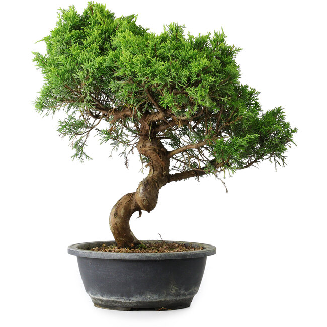 Juniperus chinensis Itoigawa, 40 cm, ± 15 años