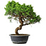 Juniperus chinensis Itoigawa, 40 cm, ± 15 ans