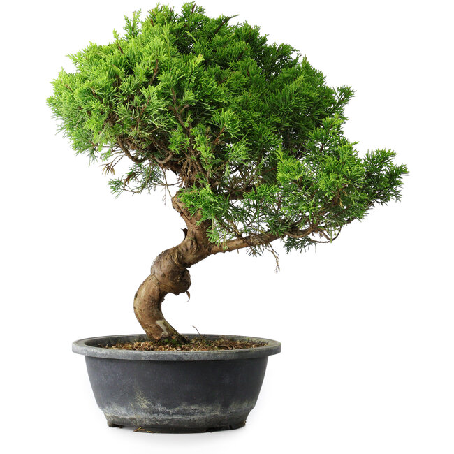 Juniperus chinensis Itoigawa, 40 cm, ± 15 ans