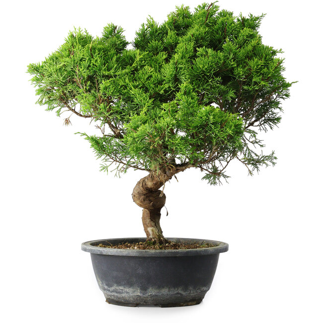 Juniperus chinensis Itoigawa, 40 cm, ± 15 jaar oud