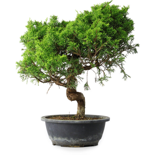 Juniperus chinensis Itoigawa, 40 cm, ± 15 anni