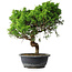 Juniperus chinensis Itoigawa, 40 cm, ± 15 ans