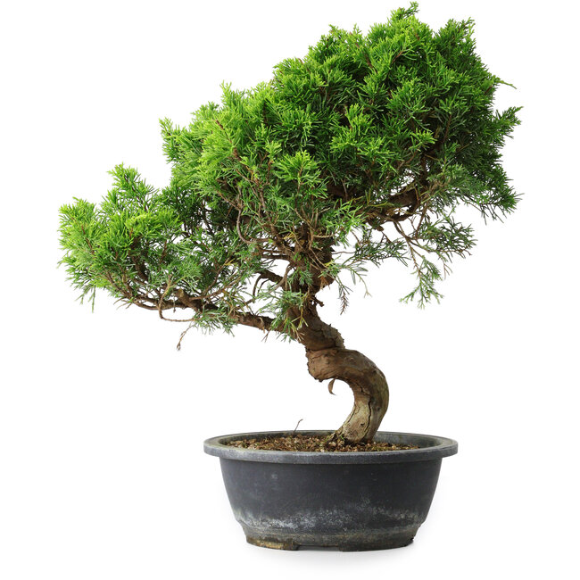Juniperus chinensis Itoigawa, 40 cm, ± 15 años
