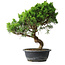 Juniperus chinensis Itoigawa, 40 cm, ± 15 ans