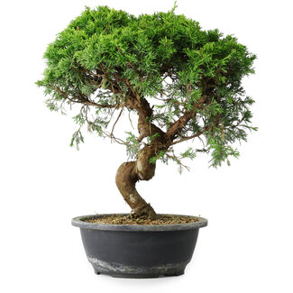 Juniperus chinensis Itoigawa, 37 cm, ± 15 ans