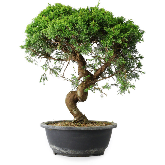Juniperus chinensis Itoigawa, 37 cm, ± 15 ans