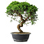 Juniperus chinensis Itoigawa, 37 cm, ± 15 Jahre alt