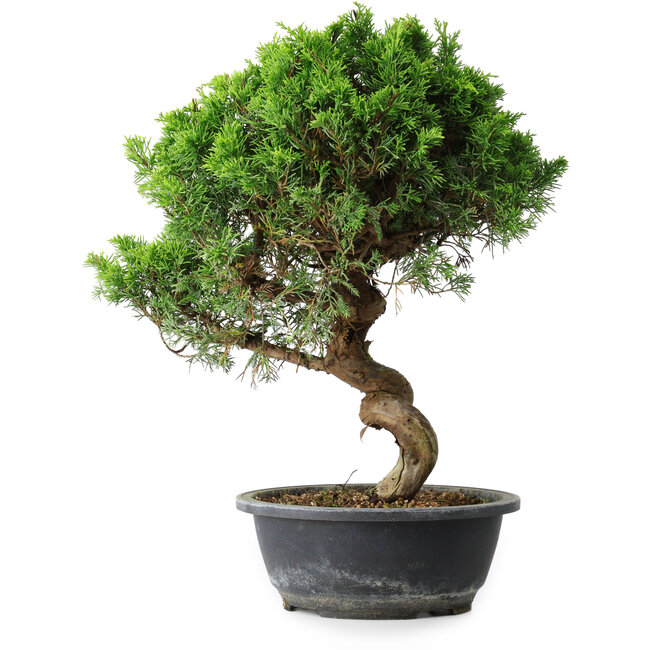 Juniperus chinensis Itoigawa, 40 cm, ± 15 Jahre alt