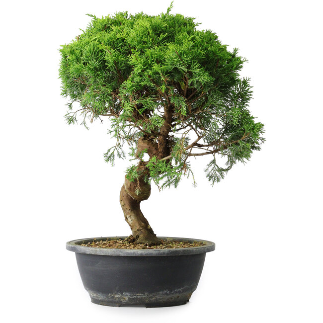 Juniperus chinensis Itoigawa, 37 cm, ± 15 ans