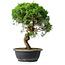 Juniperus chinensis Itoigawa, 37 cm, ± 15 years old