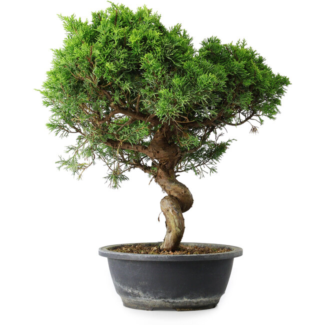 Juniperus chinensis Itoigawa, 40 cm, ± 15 jaar oud