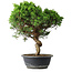 Juniperus chinensis Itoigawa, 40 cm, ± 15 ans