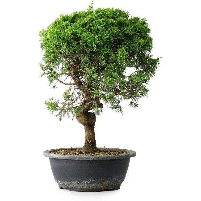 Juniperus chinensis Itoigawa, 37 cm, ± 15 years old