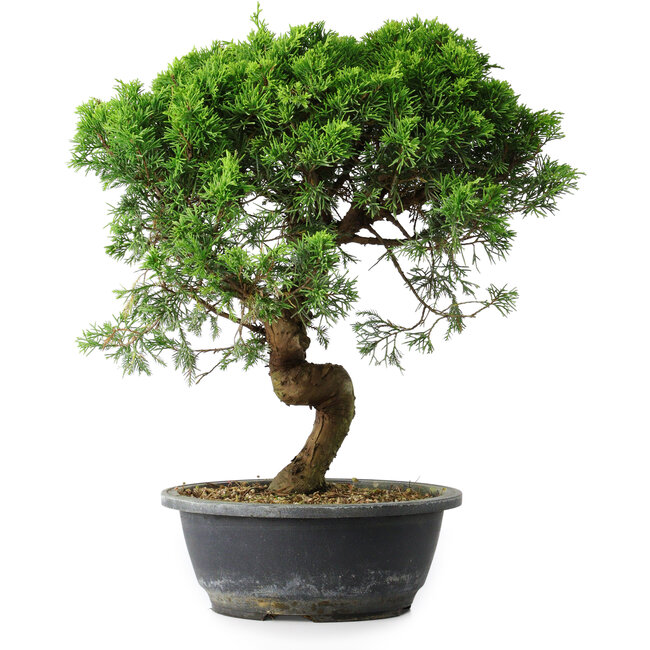 Juniperus chinensis Itoigawa, 37 cm, ± 15 Jahre alt