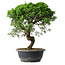 Juniperus chinensis Itoigawa, 37 cm, ± 15 Jahre alt