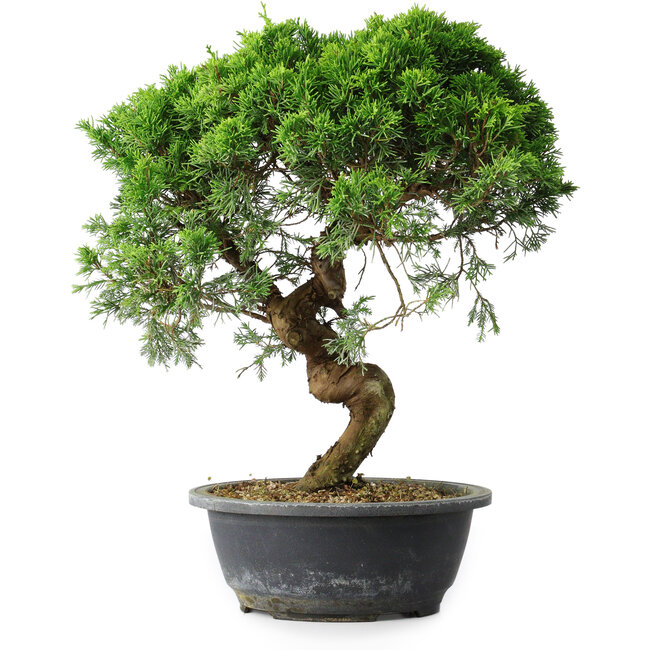 Juniperus chinensis Itoigawa, 37 cm, ± 15 jaar oud