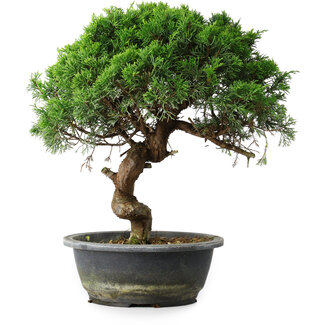 Juniperus chinensis Itoigawa, 33,5 cm, ± 15 years old