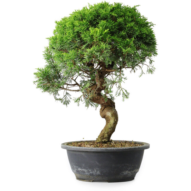 Juniperus chinensis Itoigawa, 37 cm, ± 15 Jahre alt