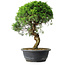 Juniperus chinensis Itoigawa, 37 cm, ± 15 Jahre alt