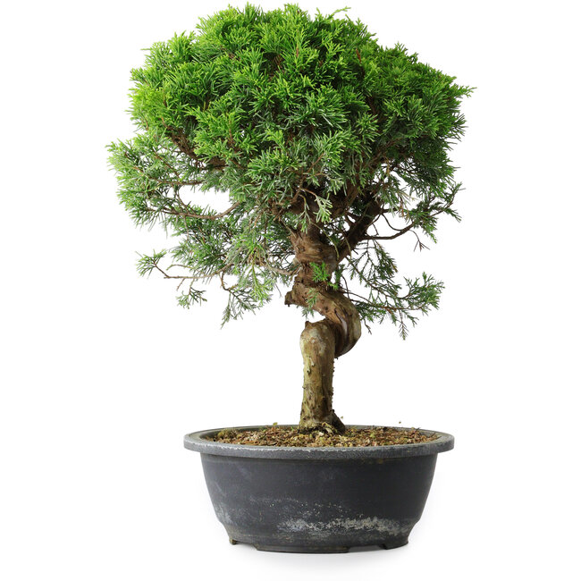 Juniperus chinensis Itoigawa, 37 cm, ± 15 anni