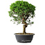 Juniperus chinensis Itoigawa, 37 cm, ± 15 ans