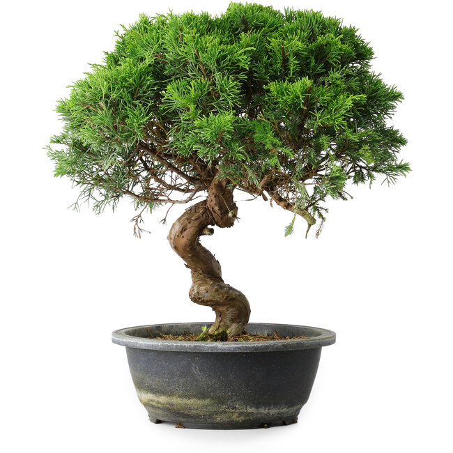 Juniperus chinensis Itoigawa, 33,5 cm, ± 15 años