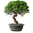 Juniperus chinensis Itoigawa, 33,5 cm, ± 15 years old