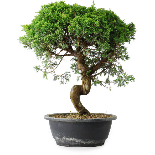 Juniperus chinensis Itoigawa, 37 cm, ± 15 años
