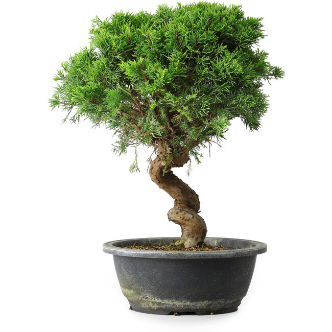 Juniperus chinensis Itoigawa, 33,5 cm, ± 15 Jahre alt