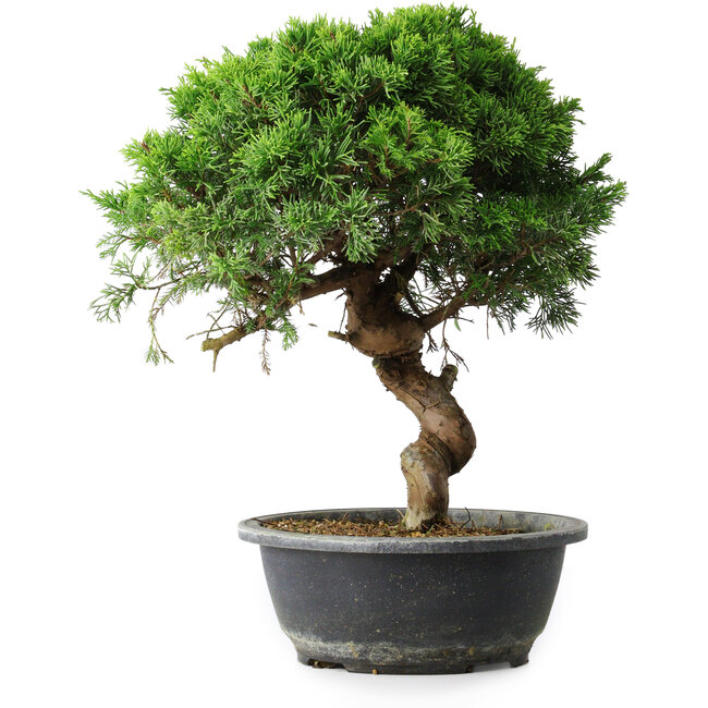 Juniperus chinensis Itoigawa, 33,5 cm, ± 15 years old