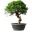 Juniperus chinensis Itoigawa, 33,5 cm, ± 15 años