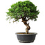 Juniperus chinensis Itoigawa, 33,5 cm, ± 15 Jahre alt