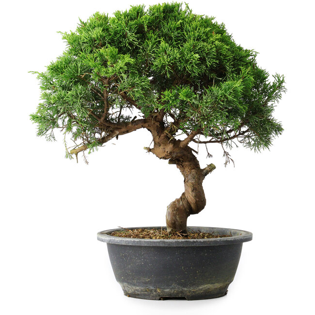 Juniperus chinensis Itoigawa, 33,5 cm, ± 15 jaar oud