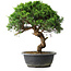 Juniperus chinensis Itoigawa, 33,5 cm, ± 15 jaar oud
