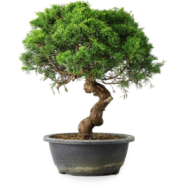 Juniperus chinensis Itoigawa, 33,5 cm, ± 15 ans