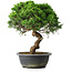Juniperus chinensis Itoigawa, 33,5 cm, ± 15 jaar oud